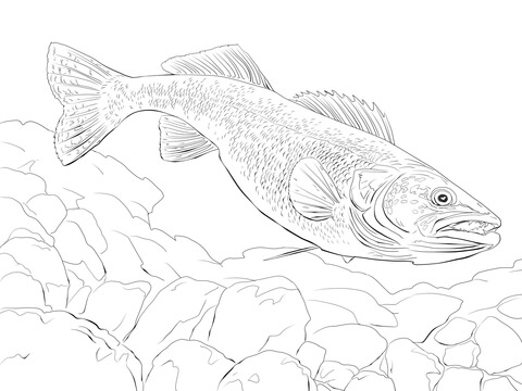 Walleye Fish Coloring Page